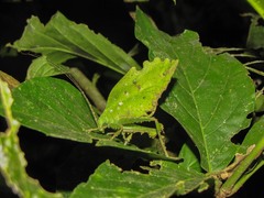 Typophyllum bolivari