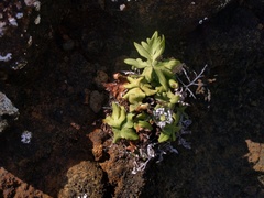 Doryopteris decipiens