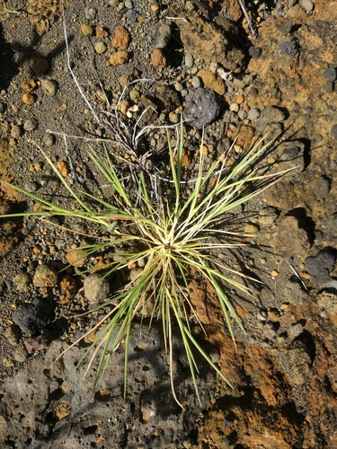 Panicum fauriei