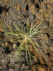 Panicum fauriei