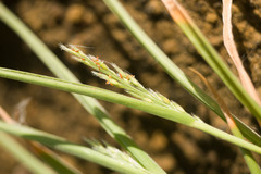 Panicum fauriei