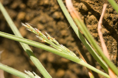 Panicum fauriei