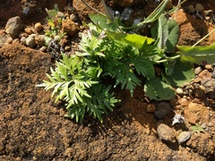 Doryopteris decipiens