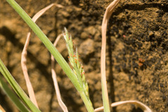 Panicum fauriei