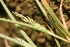 Panicum fauriei