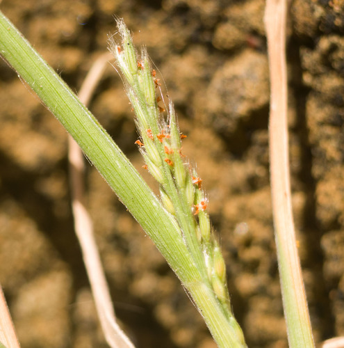 Panicum fauriei