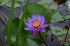 Nymphaea elegans