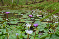 Nymphaea elegans