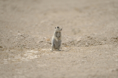 Spermophilus xanthoprymnus