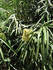 Parsonsia eucalyptophylla