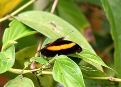 Yoma algina
