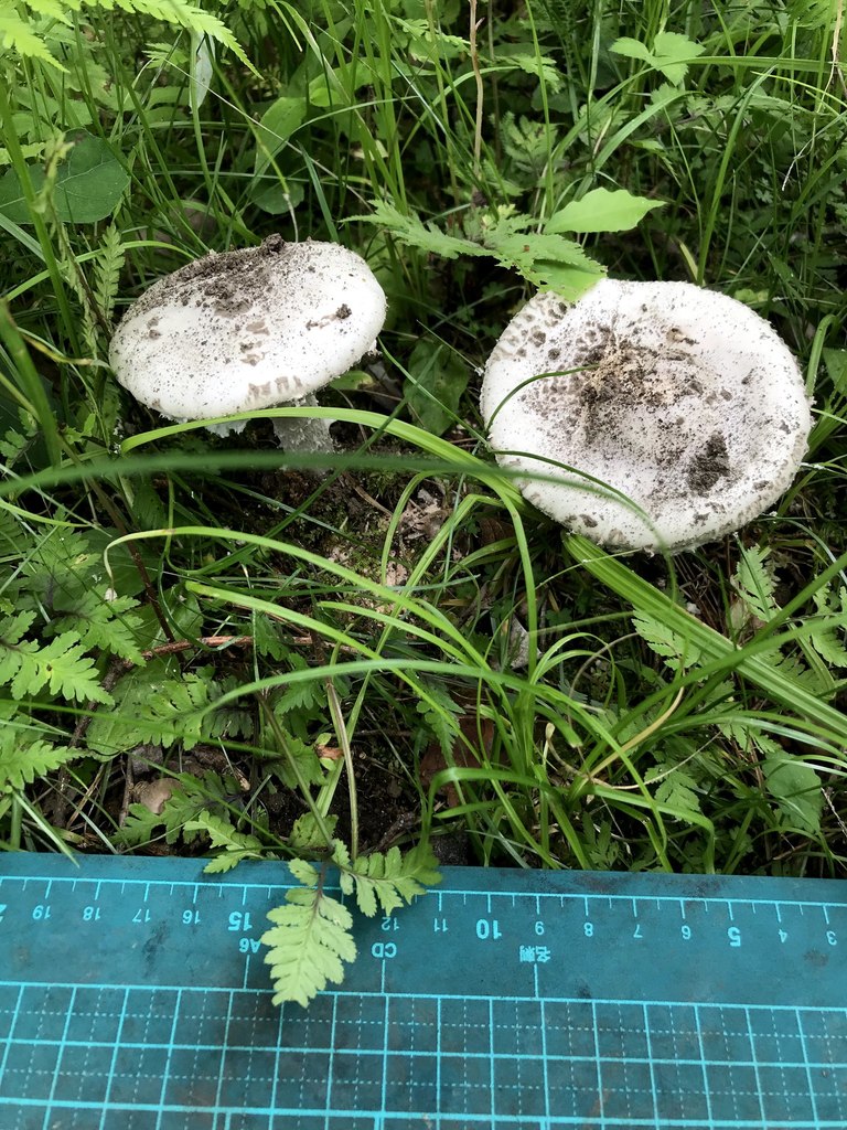 Amanita japonica