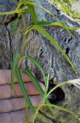 Parsonsia eucalyptophylla