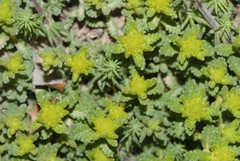 Teucrium aureum