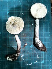 Amanita japonica