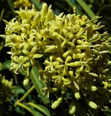 Parsonsia eucalyptophylla