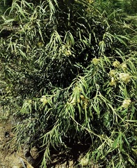 Parsonsia eucalyptophylla