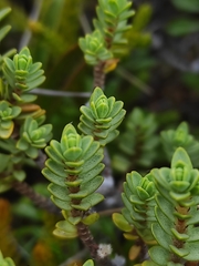 Pimelea microphylla