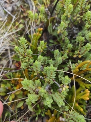 Pimelea microphylla