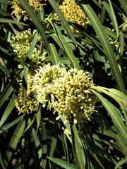 Parsonsia eucalyptophylla