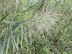 Phragmites vallatoria