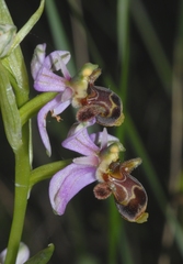 Ophrys scolopax apiformis