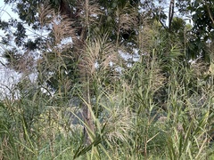 Phragmites vallatoria
