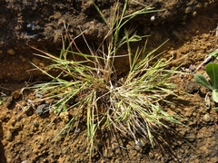 Panicum fauriei