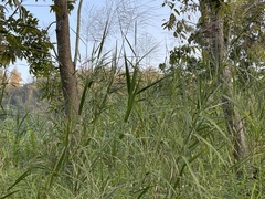 Phragmites vallatoria