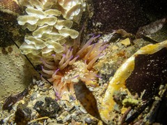 Epiactis australiensis