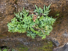 Doryopteris decipiens