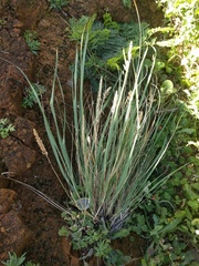 Eragrostis variabilis