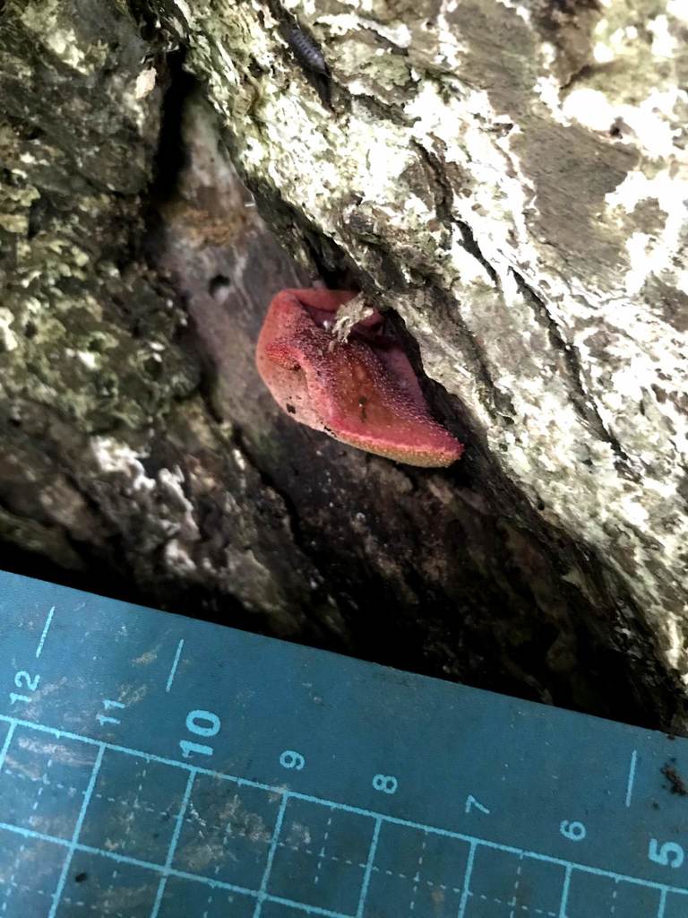 Fistulina hepatica · June 2018 · photo: © atsushi_nakajima_cirque (iNaturalist, cc-by)