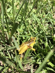 Hyperolius viridiflavus