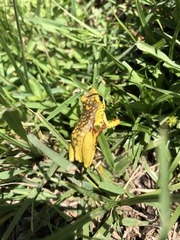Hyperolius viridiflavus