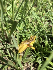 Hyperolius viridiflavus