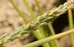 Panicum fauriei