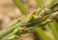 Panicum fauriei