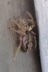 Hasarius adansoni