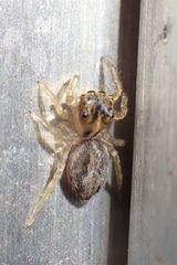 Hasarius adansoni