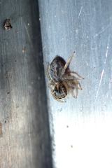 Hasarius adansoni