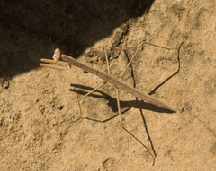 Tenodera australasiae