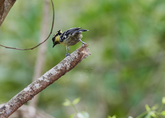 Machlolophus aplonotus