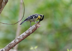 Machlolophus aplonotus