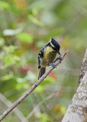 Machlolophus aplonotus