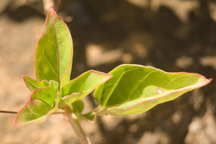 Boerhavia acutifolia