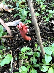 Trichoderma cornu-damae