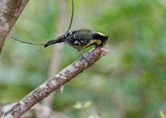 Machlolophus aplonotus