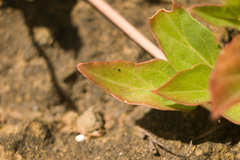 Boerhavia acutifolia