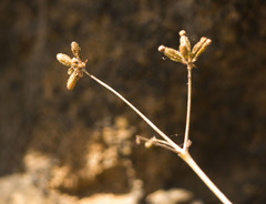 Boerhavia acutifolia